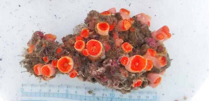 画像4: 《近海産海洋生物類》オオエダキサンゴ（ナガイボヤギタイプ）…長期間育成個体