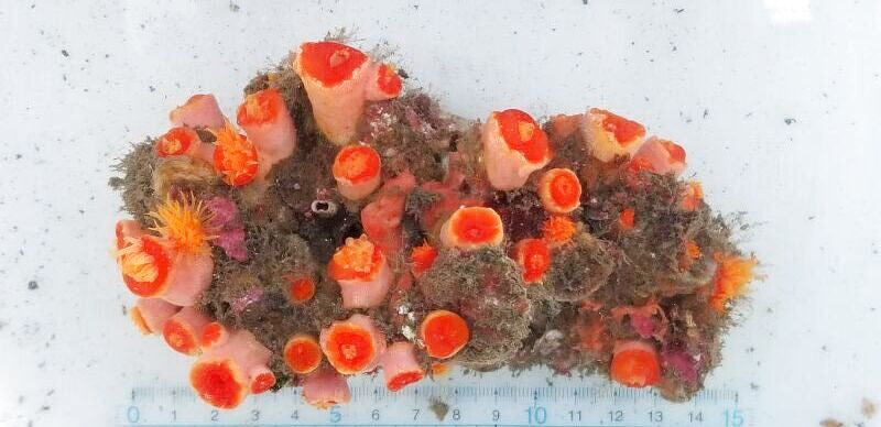 画像5: 《近海産海洋生物類》オオエダキサンゴ（ナガイボヤギタイプ）…長期間育成個体
