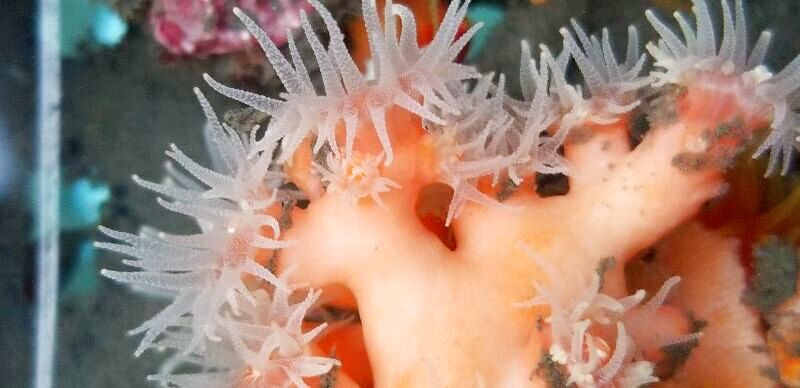 画像1: 《近海産海洋生物類》ボシュマキサンゴ…長期間育成個体