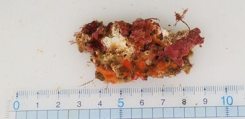画像2: 《近海産海洋生物》LWL(石灰藻、カイメン活着)…ハンドコート採取