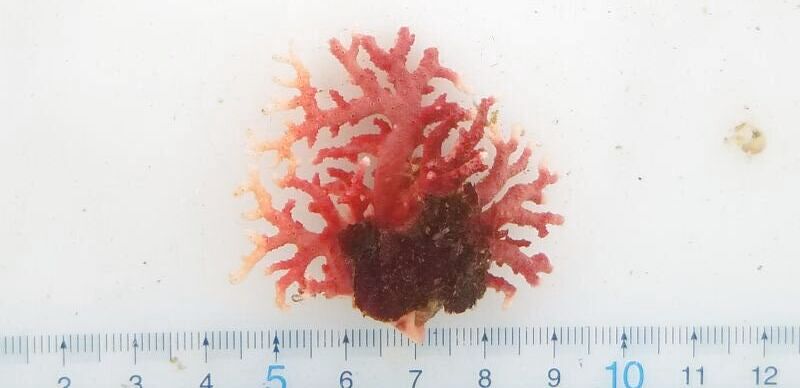 画像2: 《近海産海洋生物》サンゴモドキ…生け簀育成個体