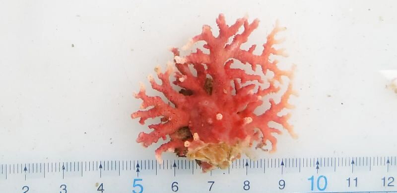画像1: 《近海産海洋生物》サンゴモドキ…生け簀育成個体