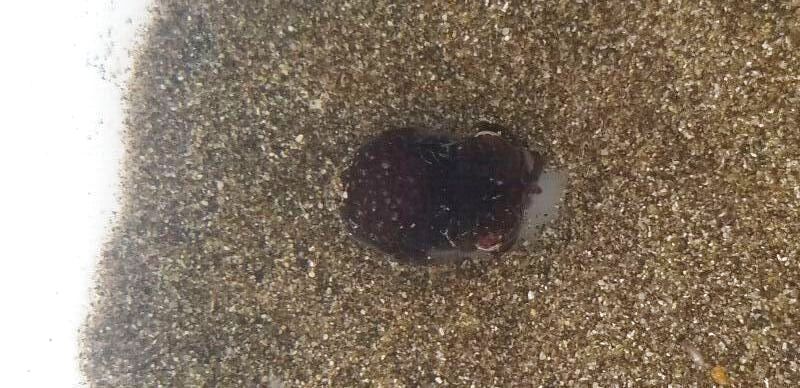 画像1: 《近海産甲殻類》ヒメダンゴイカ…ハンドコート採取