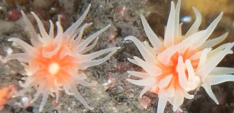 画像1: 《近海産海洋生物類》シロバナキサンゴ（ポリプ5本付）…長期間育成個体