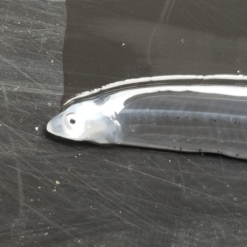 画像3: 《近海産海水魚冷凍個体》レプトケファルス(冷凍個体)‥16センチ±