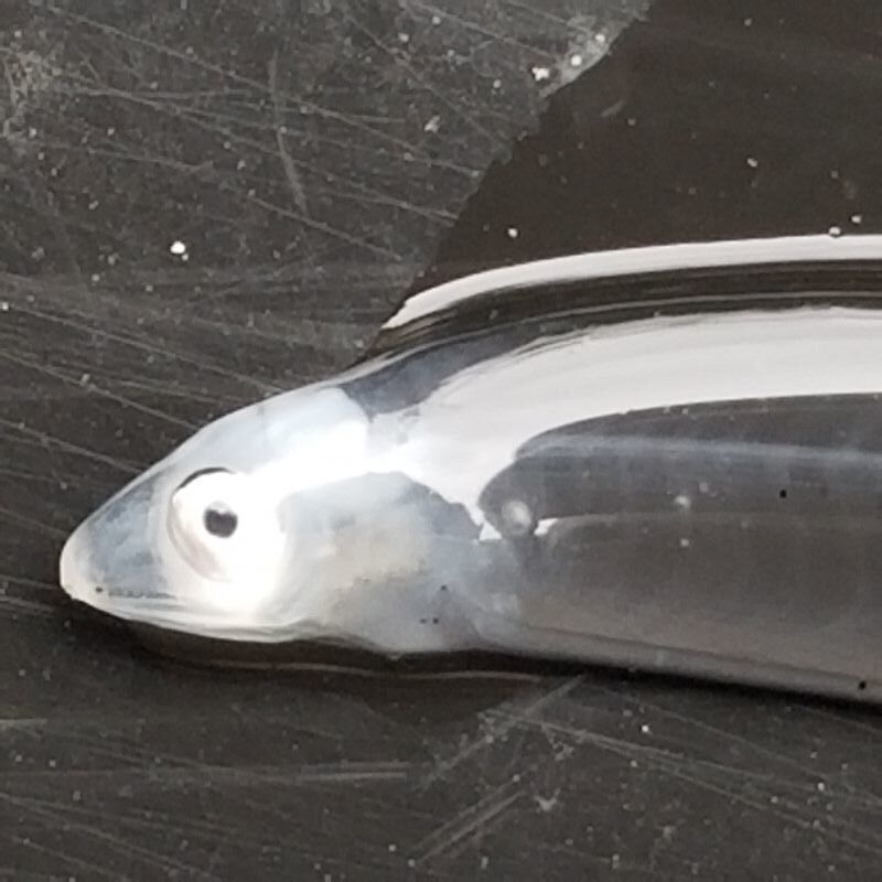画像1: 《近海産海水魚冷凍個体》レプトケファルス(冷凍個体)‥16センチ±