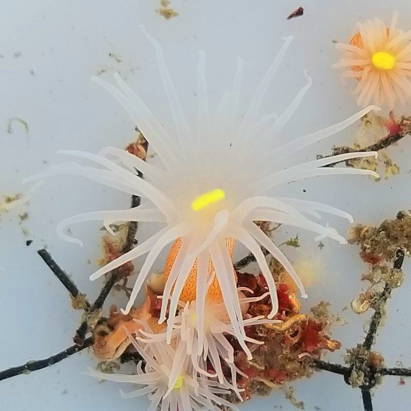 画像3: 《近海産海洋生物》カワリギンチャク（2匹セット）…ハンドコート採取