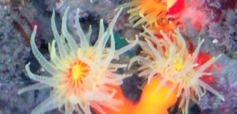 画像4: 《近海産海洋生物類》エントウキサンゴ（画像の個体です）