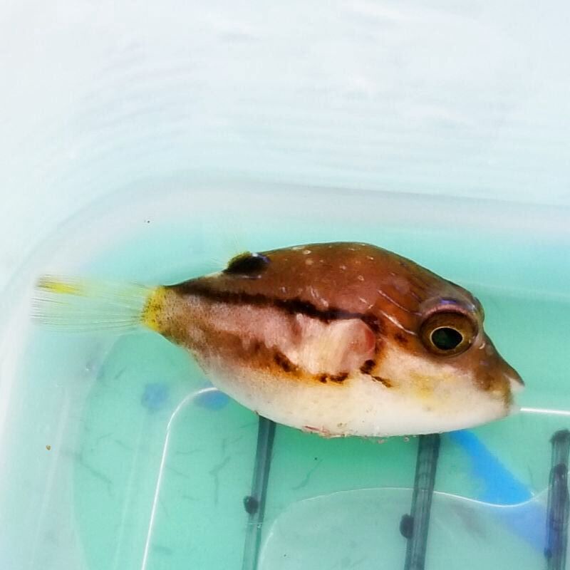 画像3: 《近海産海水魚》キタマクラの幼魚(2匹セット)‥当店ハンドコート採取