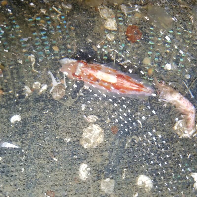 画像2: 《近海産甲殻類》シシイカ…ハンドコート採取