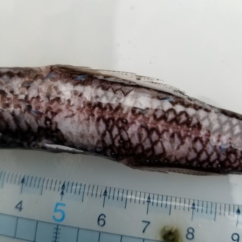 画像3: 《近海産深海魚冷凍個体》ハダカイワシ科の1種(ミカドハダカ？)…画像の個体です
