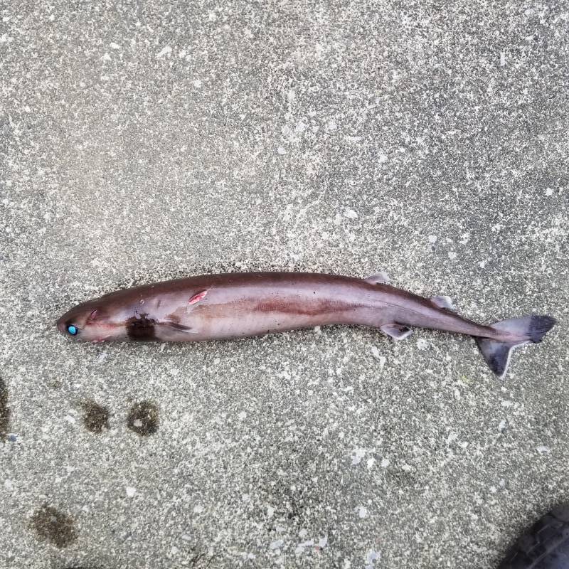 画像1: 《外洋性深海魚》冷凍ダルマザメ（40〜45センチ前後）…ハンドコート