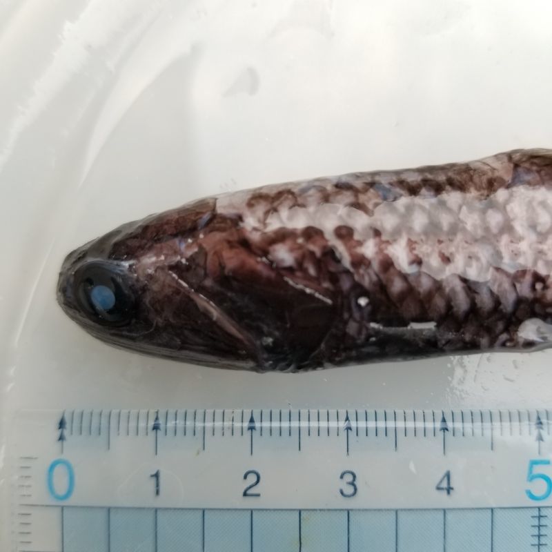画像2: 《近海産深海魚冷凍個体》ハダカイワシ科の1種(ミカドハダカ？)…画像の個体です