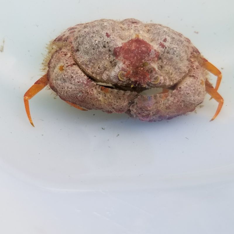 画像1: 《近海産甲殻類》コブカラッパ…ハンドコート