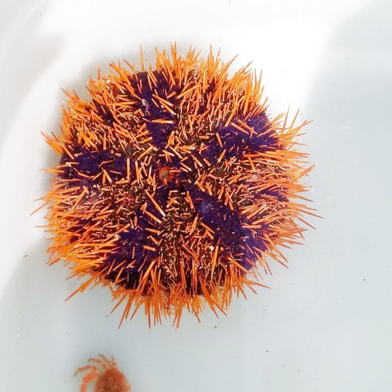 画像3: 《近海産海洋生物》シラヒゲウニ（オレンジ系）…ハンドコート採取