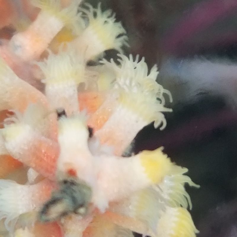 画像2: 《近海産海洋生物》ヤギセンナリスナギンチャク（フリーサイズ）・・人気のピンク