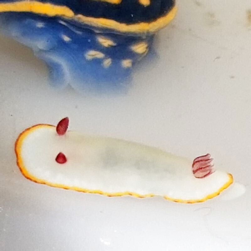 画像3: 《近海産海水魚》シラヒメウミウシ（1匹）…当店ハンドコート採取