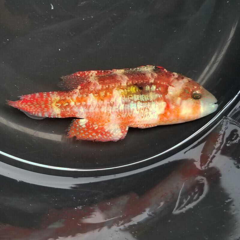 画像1: 《近海産海水魚》タコベラ（美色）…ハンドコート採取
