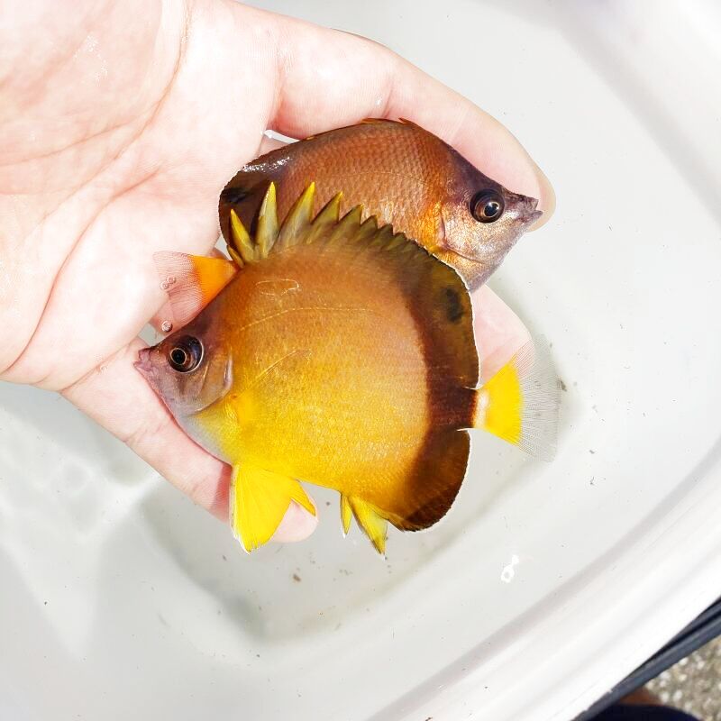 画像2: 《近海産海水魚》☆★シラコダイ(Lサイズ)1匹…ハンドコート採取
