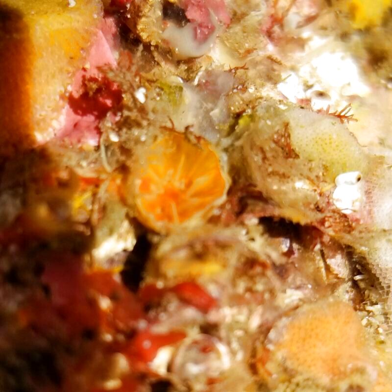 画像2: 《近海産海洋生物》タコアシサンゴの仲間（ニイノタコアシサンゴ）5…ハンドコート採取
