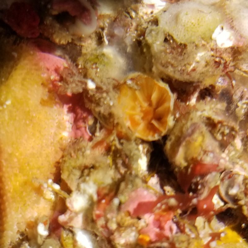 画像1: 《近海産海洋生物》タコアシサンゴの仲間（ニイノタコアシサンゴ）5…ハンドコート採取