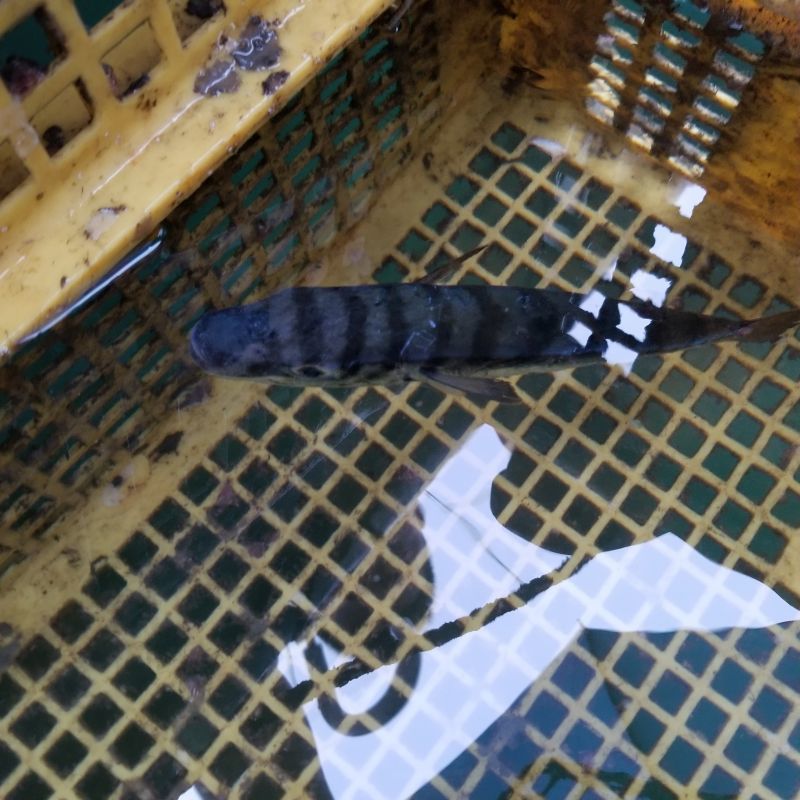 画像1: 《近海産海水魚》【激レア】クマサカフグ…ハンドコート採取