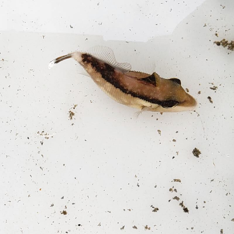 画像1: 《近海産海水魚》ツマジロモンガラ　幼魚…ハンドコート採取