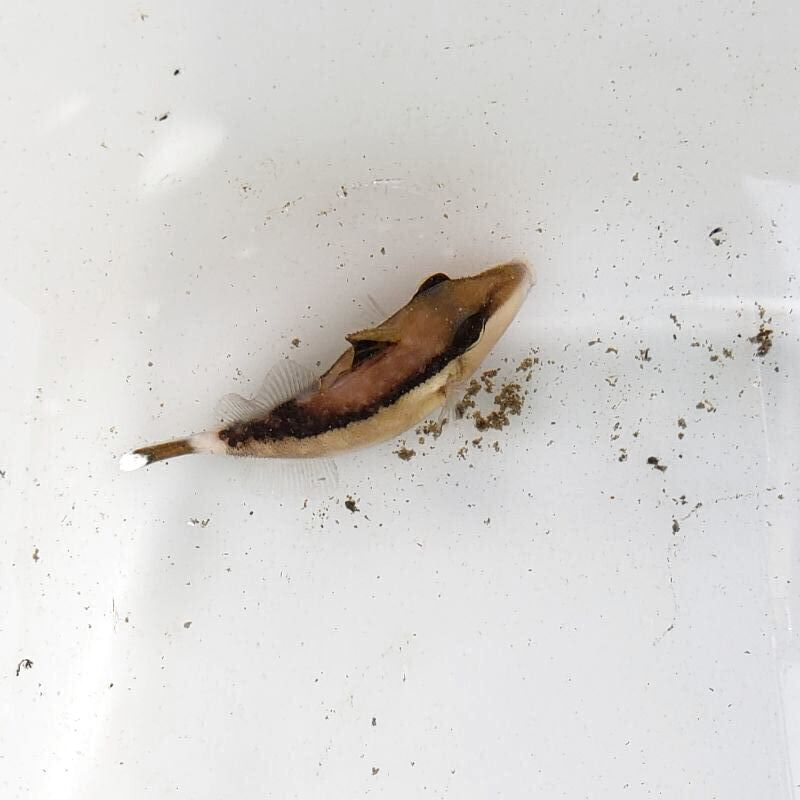 画像2: 《近海産海水魚》ツマジロモンガラ　幼魚…ハンドコート採取