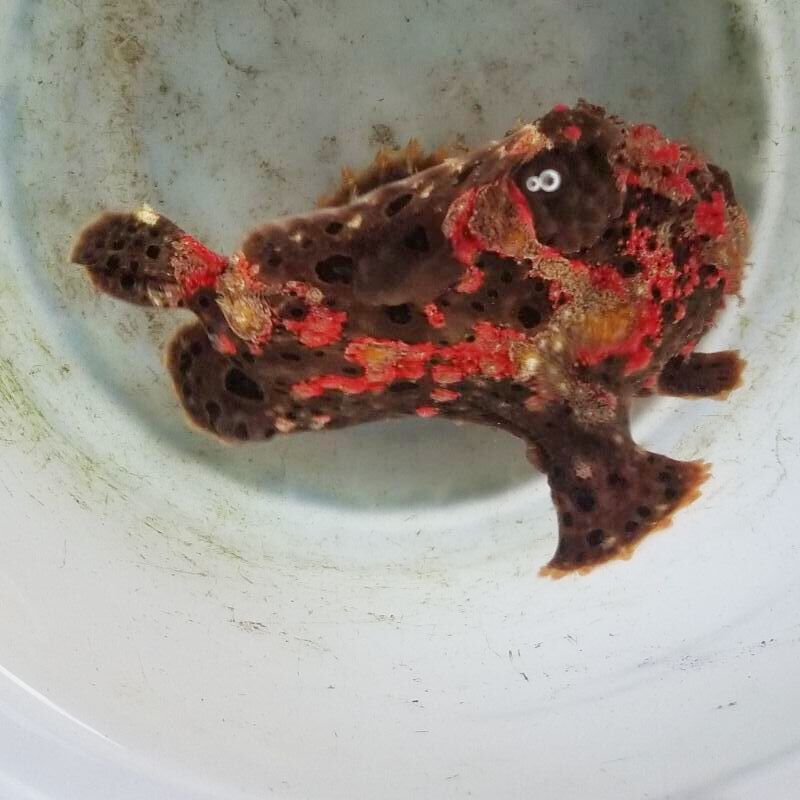 画像1: 《近海産海水魚》☆★☆赤いクマドリ模様のオオモンカエルアンコウ（極美個体）・・ハンドコ ート採取