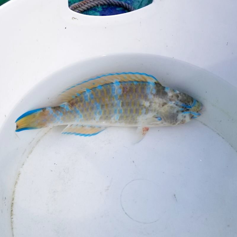 画像1: 《近海産海水魚》ヒブダイ…ハンドコート採取