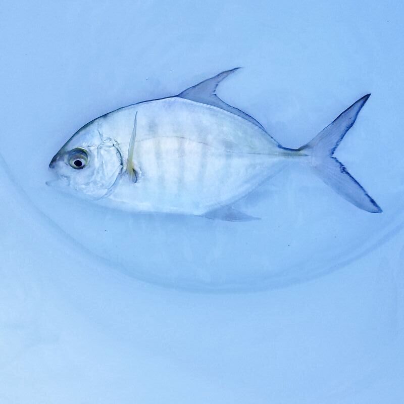 画像1: 《近海産海水魚》クロヒラアジ…近海ハンドコート採取