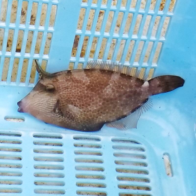 画像1: 《近海産海水魚》アミメウマヅラハギ…ハンドコート採取