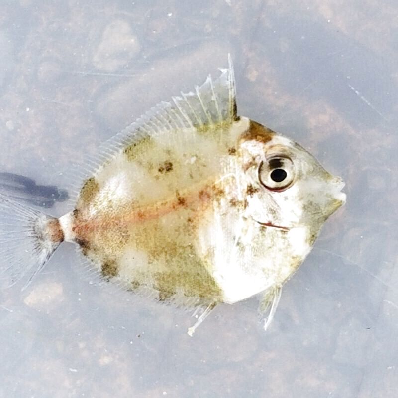 画像1: 《近海産海水魚》テングハギ属の幼魚（種判別不可能サイズ）…当店ハンドコート個体