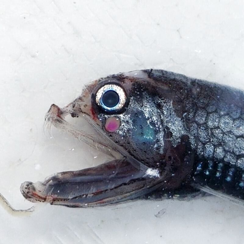 画像1: 《外洋性深海魚》ワニトカゲギス目の1種（画像の個体です）…冷凍個体