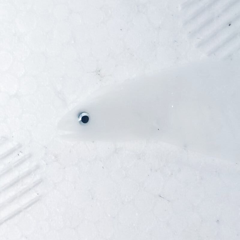 画像1: 《外洋性海水魚》レプトケファルス（画像の個体です）…冷凍個体
