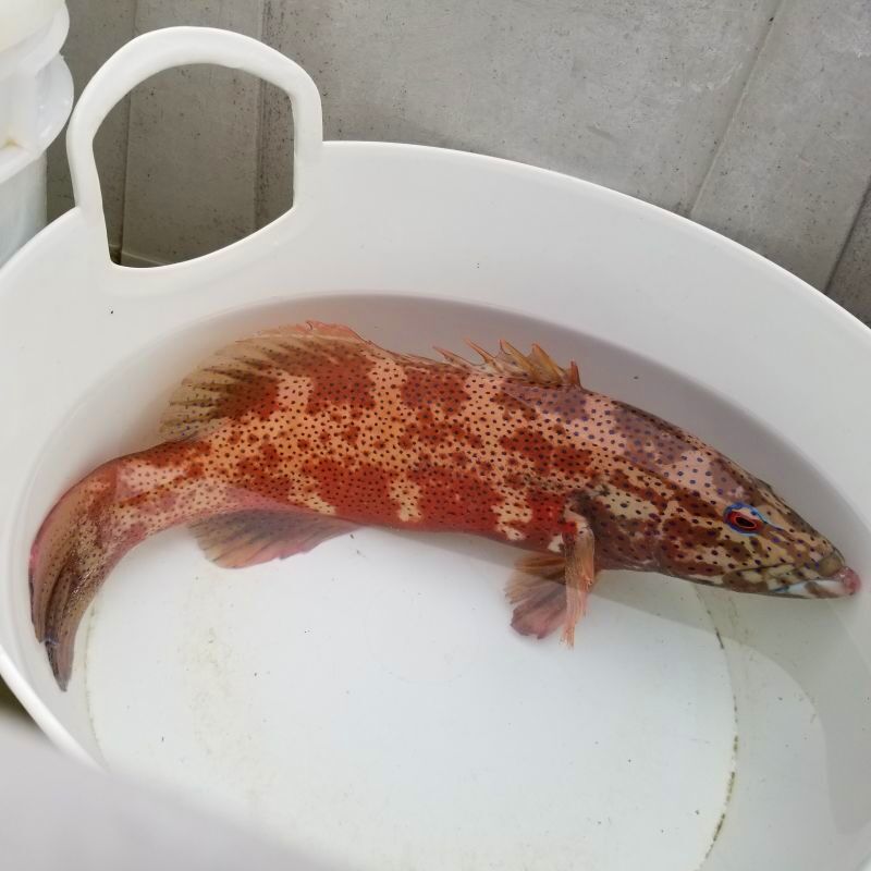 画像2: 《近海産海水魚》【珍】スジアラ（Lサイズ）・・ハンドコート採取
