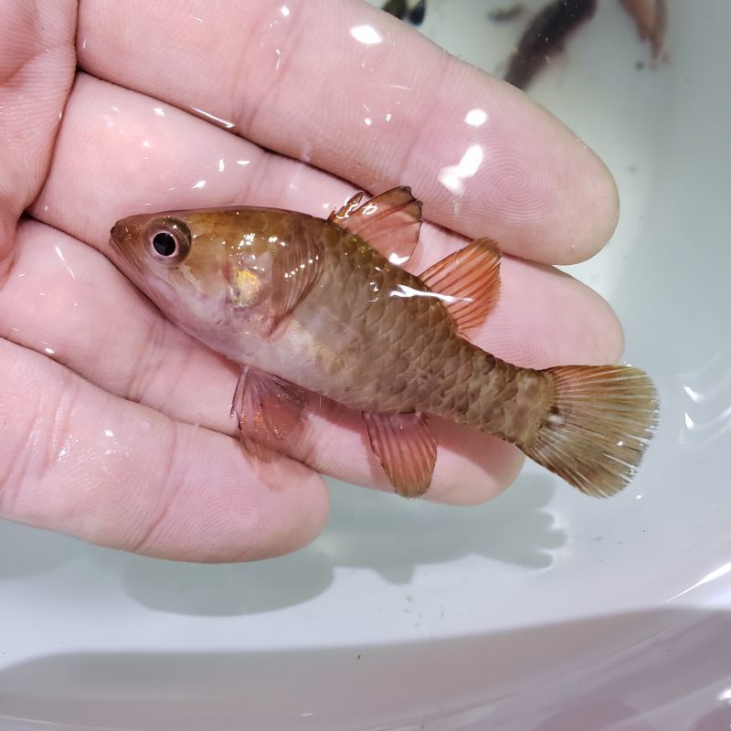 画像2: 《近海産海水魚》シボリ 幼魚…当店ハンドコート採取