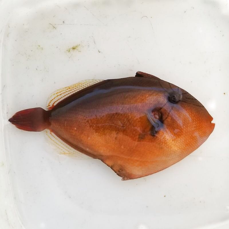 画像2: 《近海産海水魚》クロモンガラ（Sサイズ）…当店ハンドコート採取