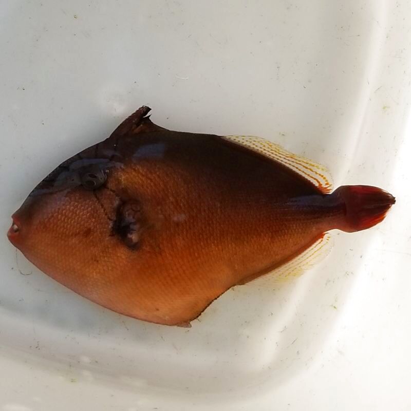 画像1: 《近海産海水魚》クロモンガラ（Sサイズ）…当店ハンドコート採取