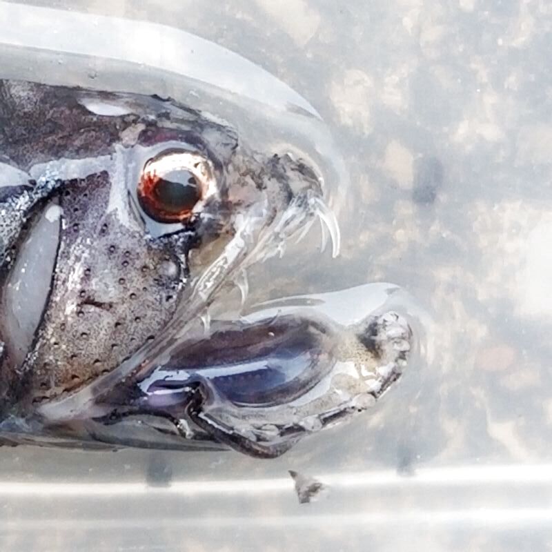 画像3: 《外洋性深海魚》ワニトカゲギス目の1種（約15センチ前後）1027…冷凍個体