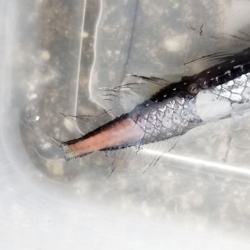 画像5: 《外洋性深海魚》ワニトカゲギス目の1種（約15センチ前後）1027…冷凍個体