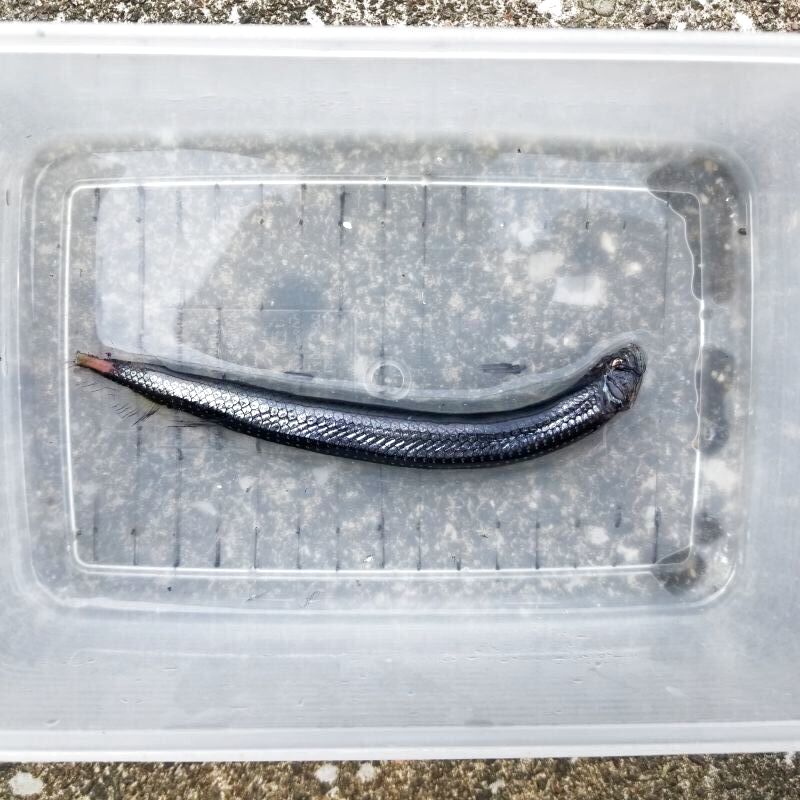 画像2: 《外洋性深海魚》ワニトカゲギス目の1種（約15センチ前後）1027…冷凍個体