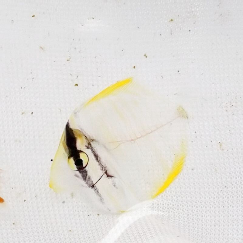 画像4: 《近海産海水魚》ヒレナガハギ【激レアサイズ】透明…当店ハンドコート個体