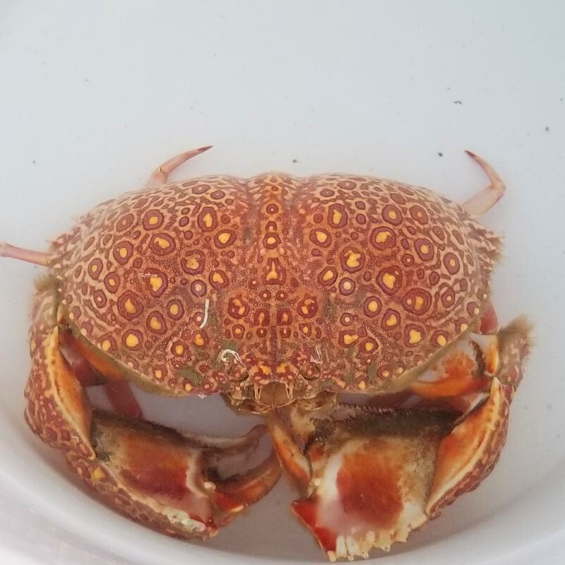 画像1: 《深海性甲殻類》ヤマトカラッパ（甲幅16センチ±）…冷凍個体