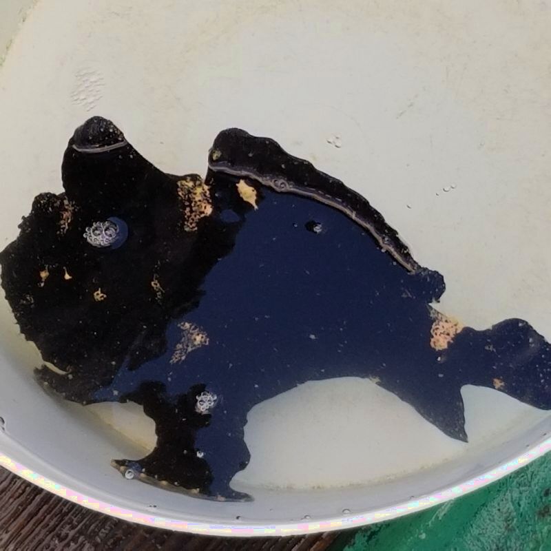 画像2: 《近海産海水魚》オオモンカエルアンコウ（2Lサイズ）…ハンドコート採取