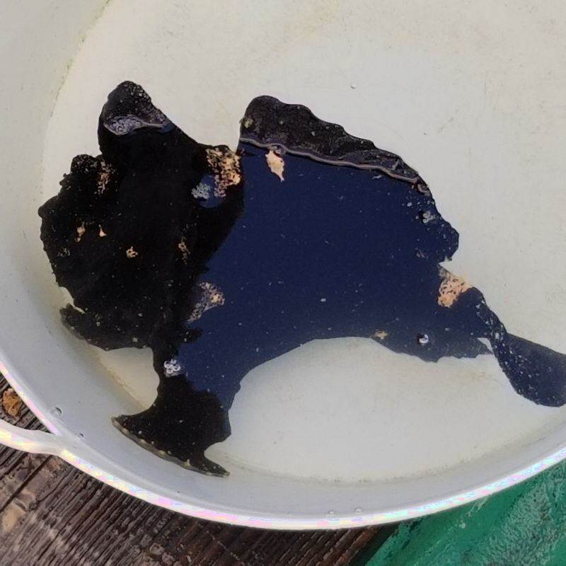 画像1: 《近海産海水魚》オオモンカエルアンコウ（2Lサイズ）…ハンドコート採取