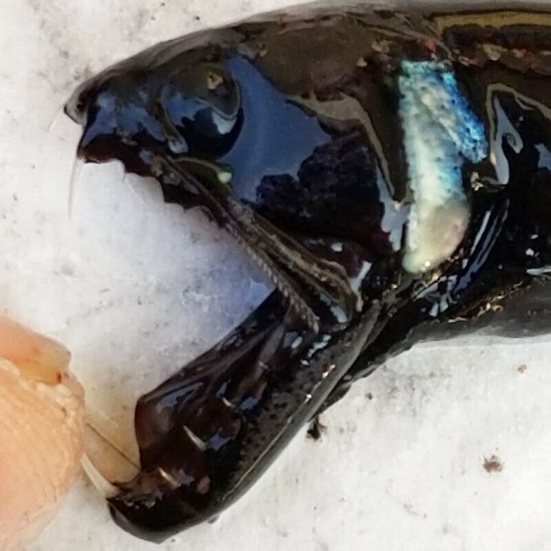 画像2: 《深海性海水魚》クロトカゲギスの1種（約10センチ）冷凍個体