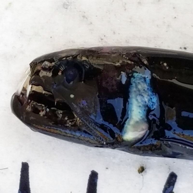 画像3: 《深海性海水魚》クロトカゲギスの1種（約10センチ）冷凍個体