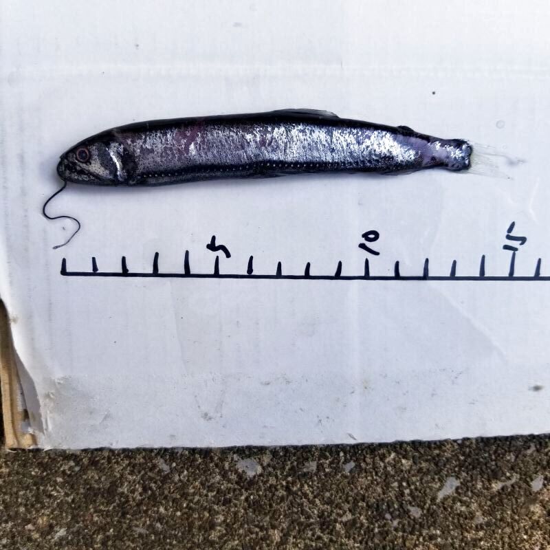 画像4: 《深海産海水魚》トカゲハダカ（約15センチ）の2匹セット冷凍個体