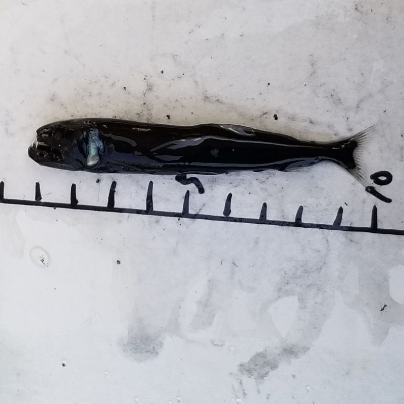 画像5: 《深海性海水魚》クロトカゲギスの1種（約10センチ）冷凍個体
